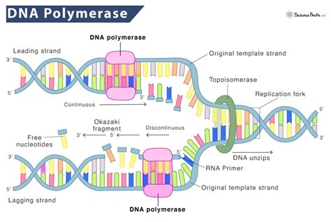 dna polymerase is responsible for.